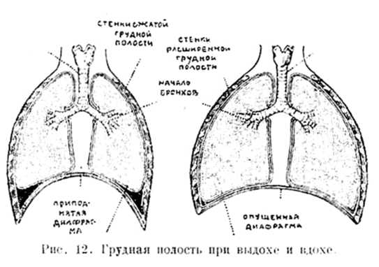 В тайниках тела. Приключения в микромире. Том VI