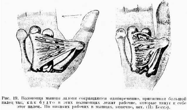 В тайниках тела. Приключения в микромире. Том VI