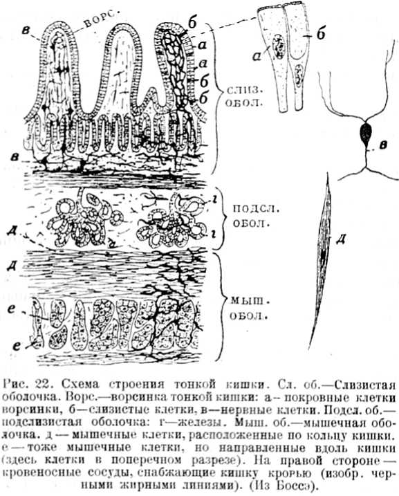 В тайниках тела. Приключения в микромире. Том VI