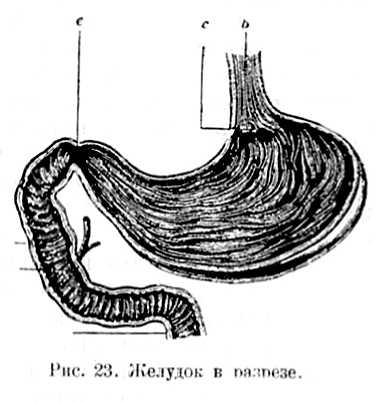 В тайниках тела. Приключения в микромире. Том VI