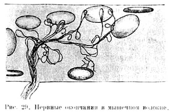 В тайниках тела. Приключения в микромире. Том VI