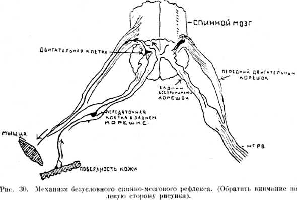 В тайниках тела. Приключения в микромире. Том VI