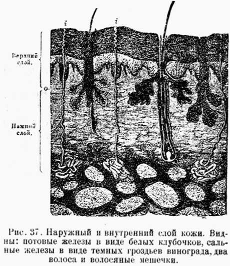 В тайниках тела. Приключения в микромире. Том VI