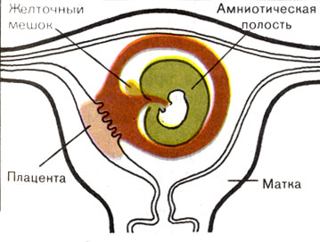 Жизнь до человека