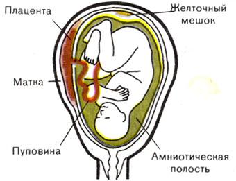 Жизнь до человека