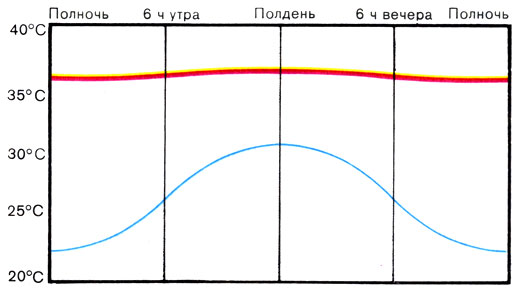 Жизнь до человека