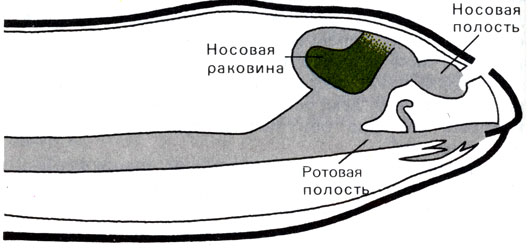 Жизнь до человека