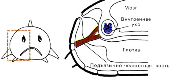 Жизнь до человека