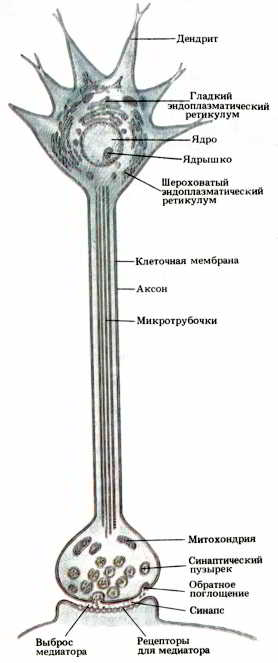 Мозг, разум и поведение