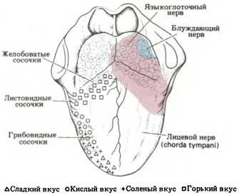 Мозг, разум и поведение