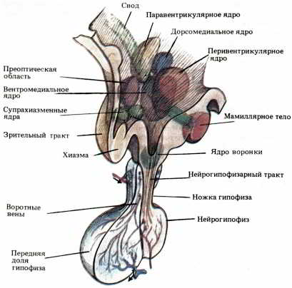 Мозг, разум и поведение