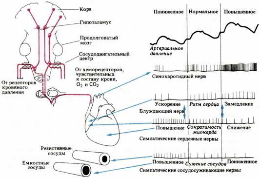 Мозг, разум и поведение