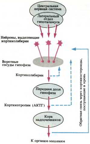 Мозг, разум и поведение