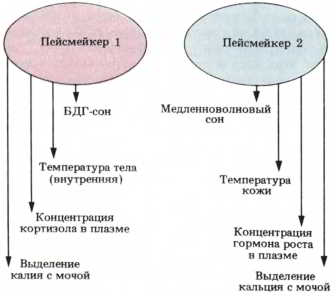 Мозг, разум и поведение