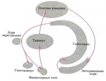 Мозг, разум и поведение