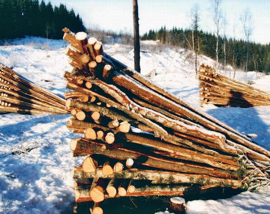 Норвежский лес