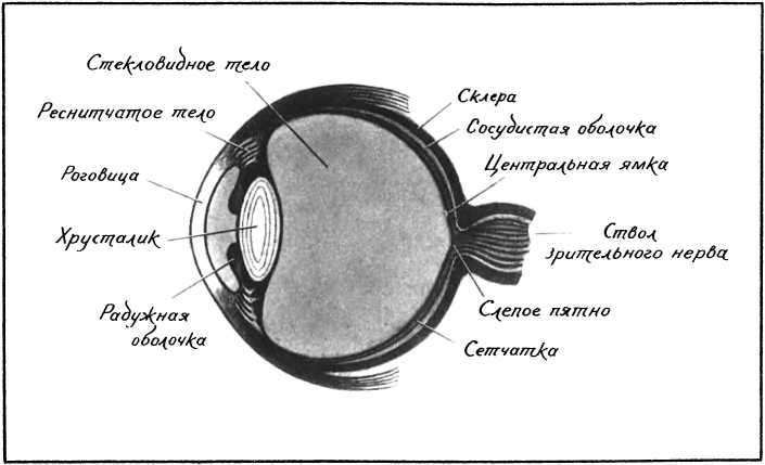 Девять цветов радуги