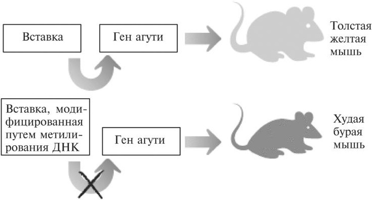 Мусорная ДНК. Путешествие в темную материю генома