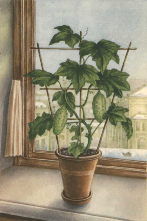Занимательная агрономия