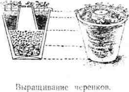 Путешествие с домашними растениями