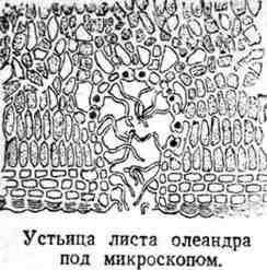 Путешествие с домашними растениями