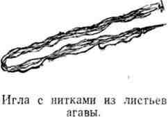 Путешествие с домашними растениями