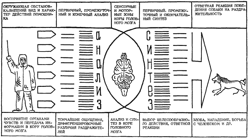 Дрессировка служебных собак