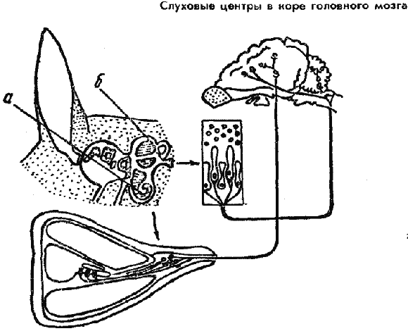 Дрессировка служебных собак