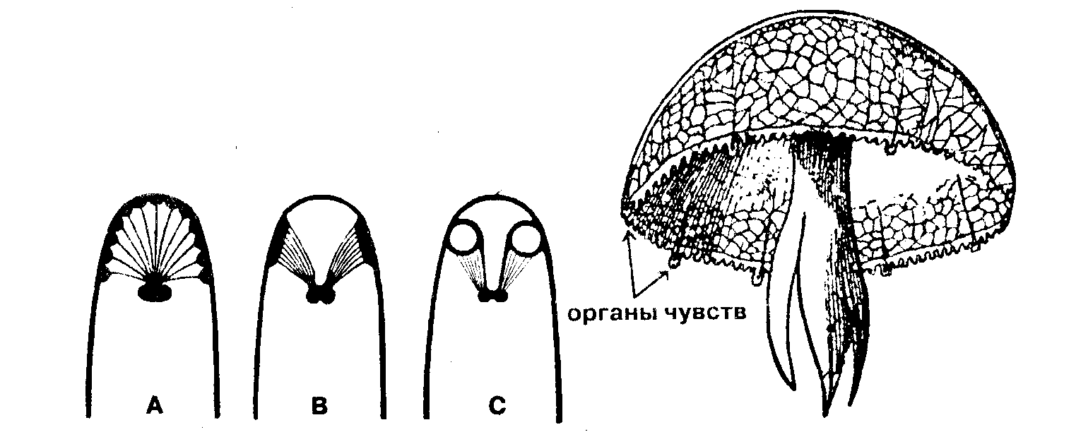 Общая психология