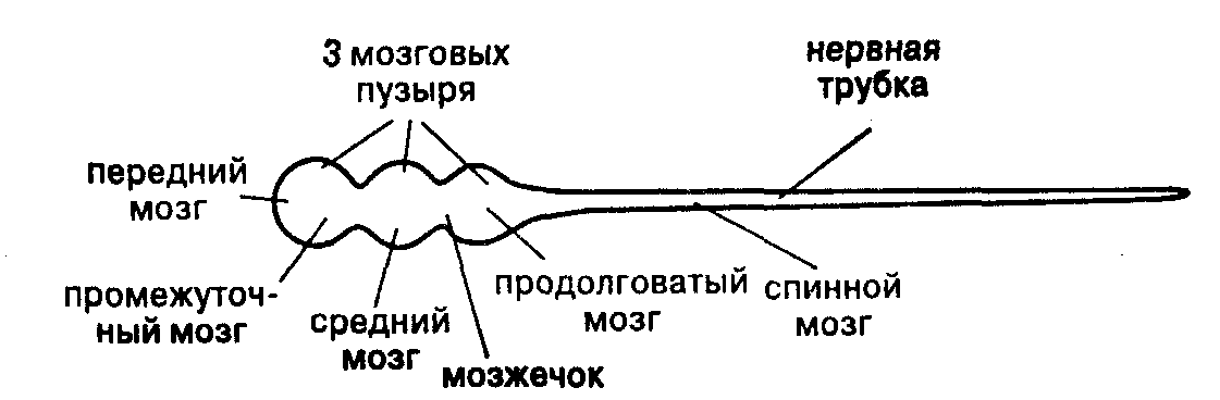 Общая психология