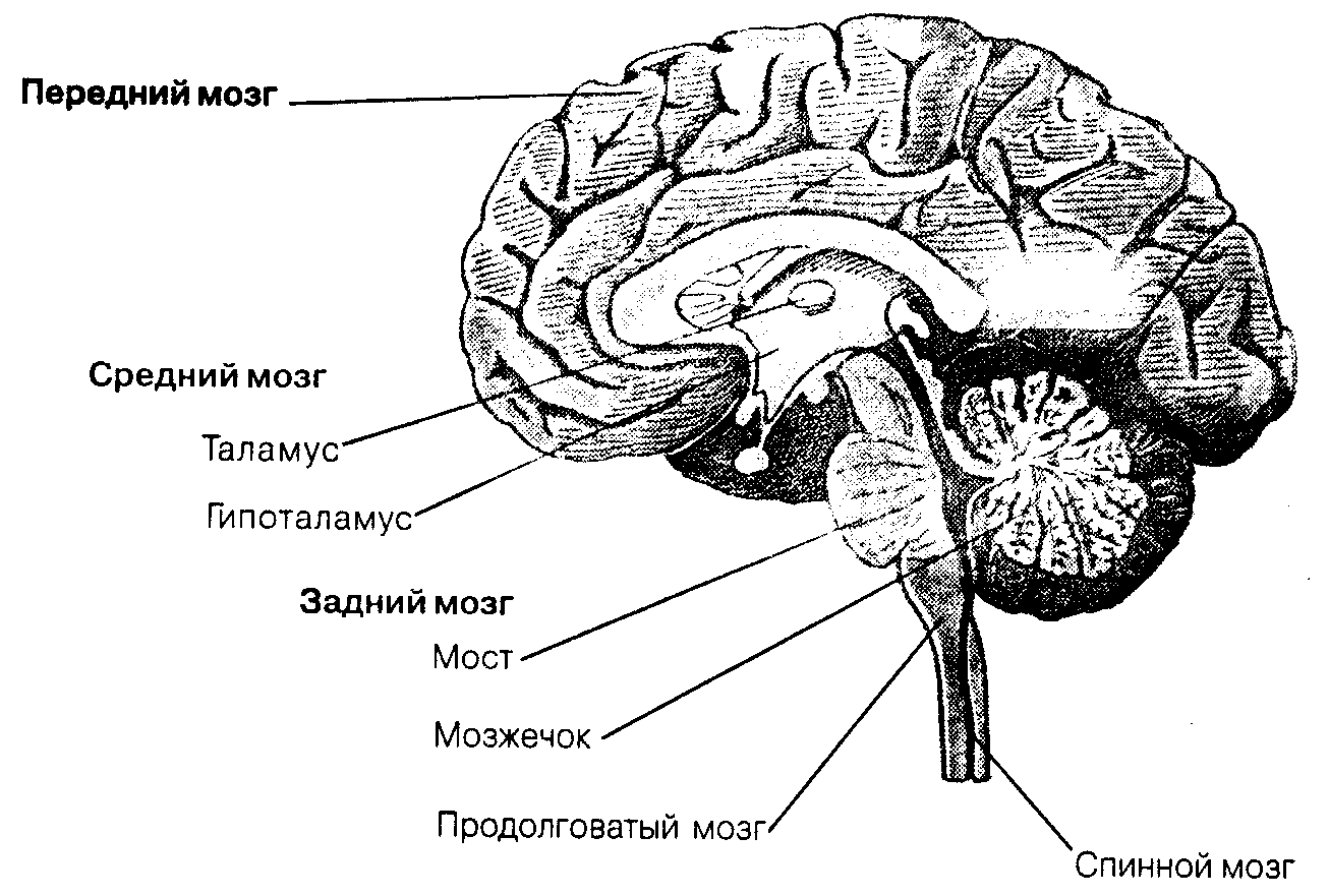 Общая психология