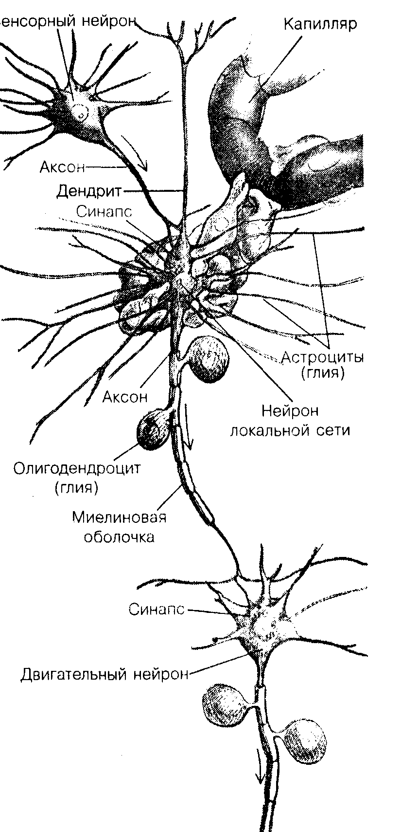 Общая психология