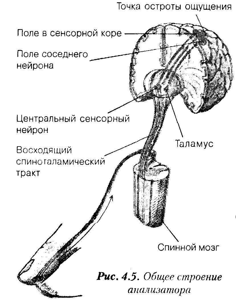 Общая психология