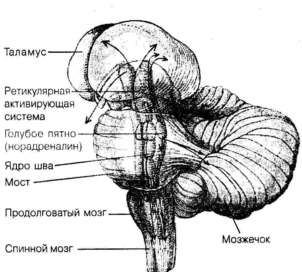 Общая психология