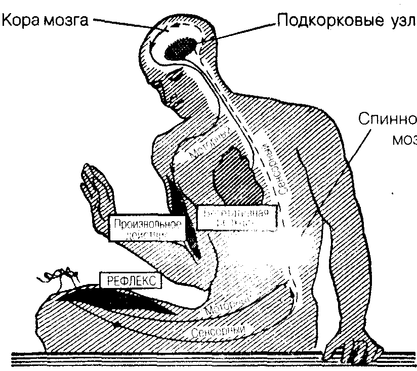 Общая психология