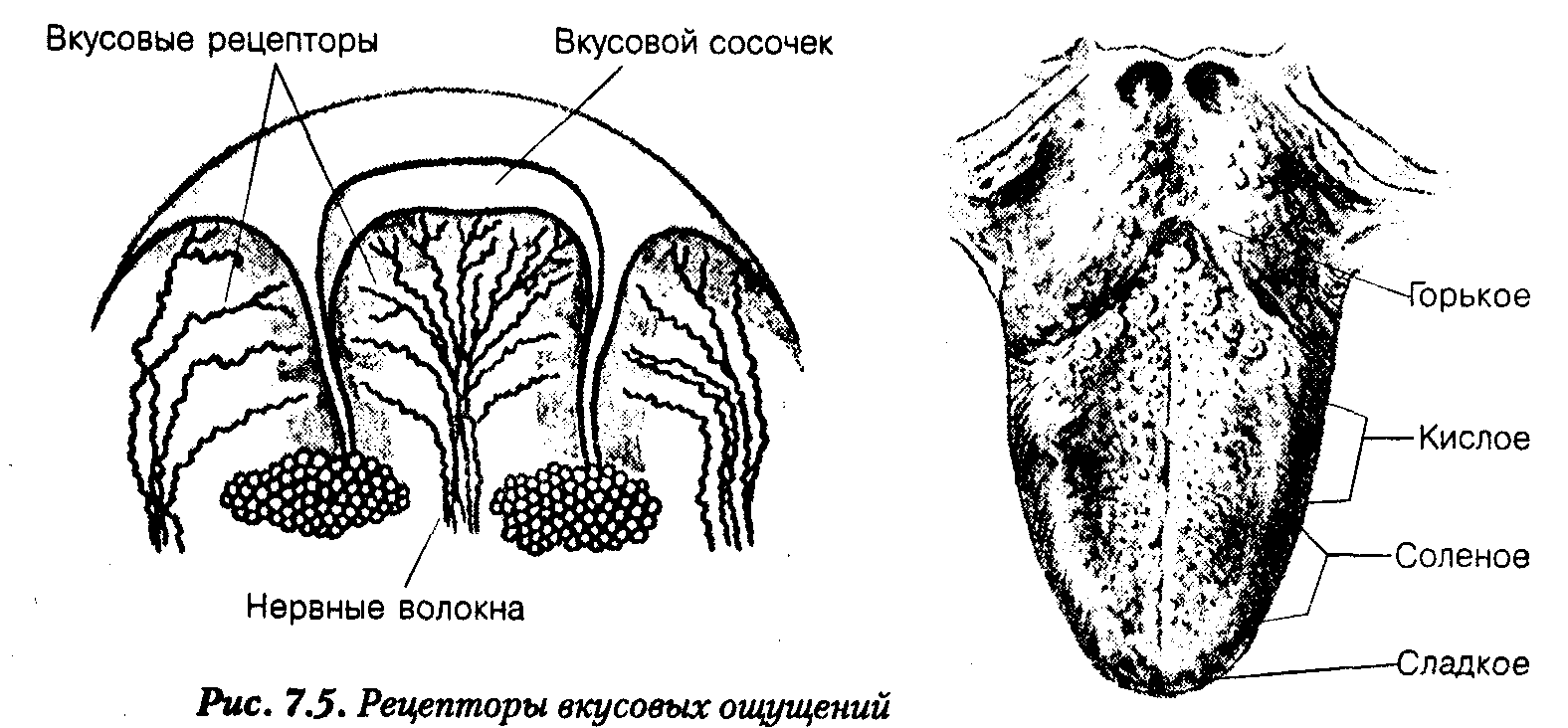 Общая психология