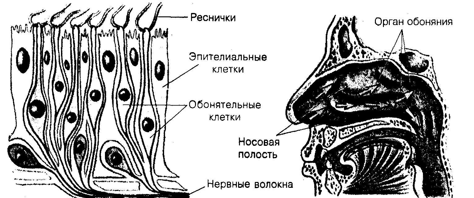Общая психология