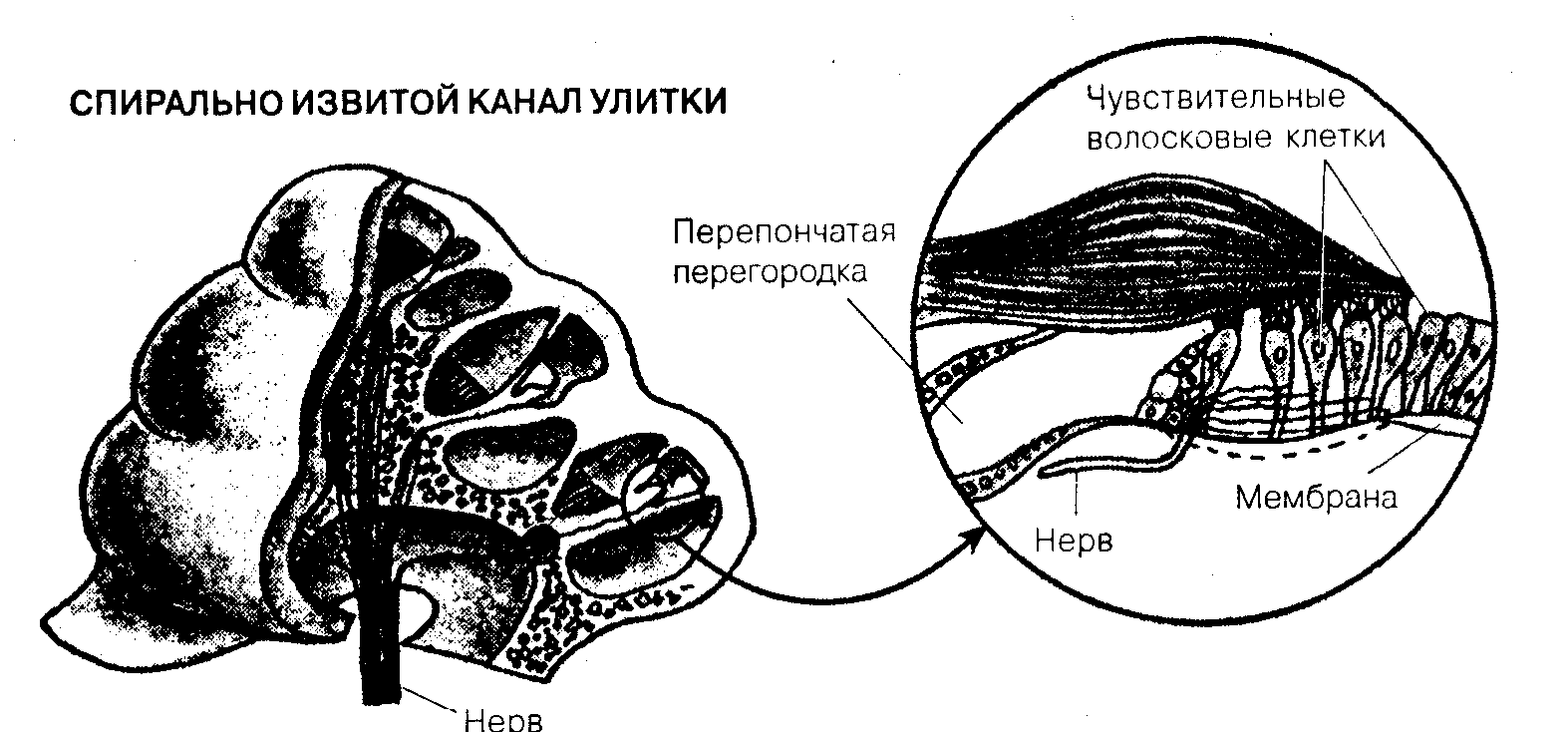 Общая психология