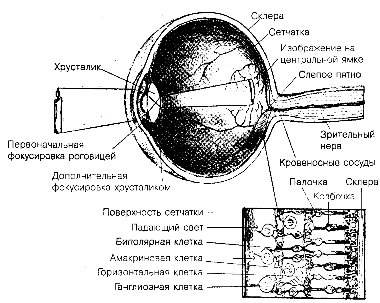 Общая психология