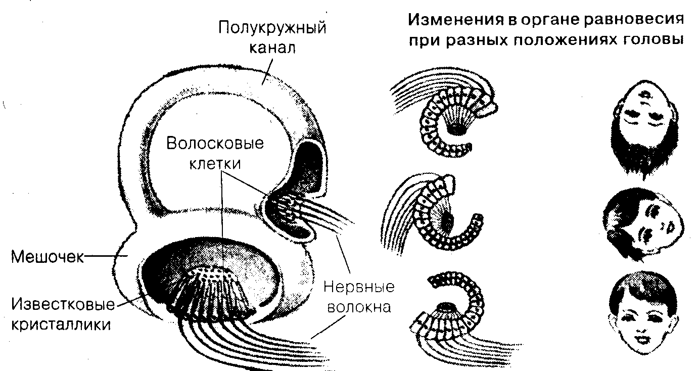 Общая психология