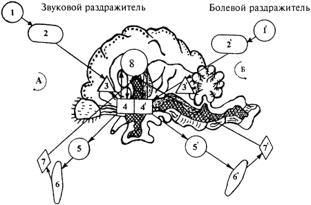 Кинологическое обеспечение деятельности органов и войск МВД РФ