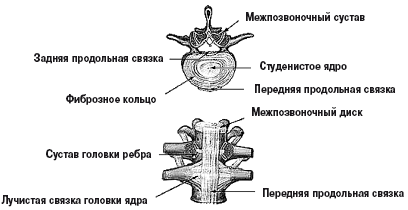 Здоровый позвоночник. Источник гармонии и долголетия
