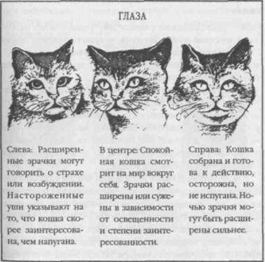 Перевод с кошачьего: Научитесь разговаривать со своей кошкой