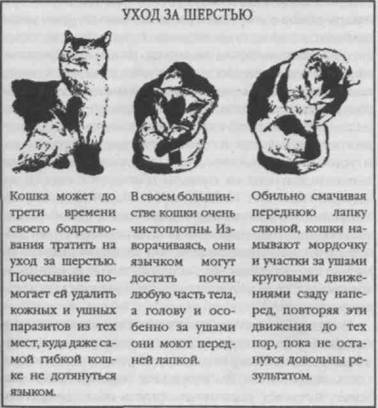 Перевод с кошачьего: Научитесь разговаривать со своей кошкой