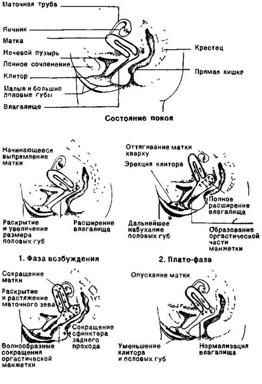 Женская сексопатология