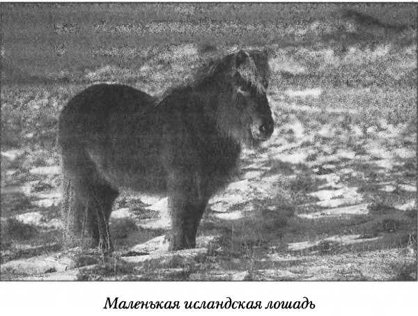 Средневековая Исландия