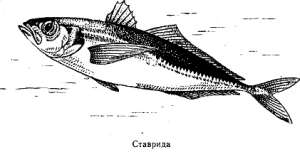 Волны над нами