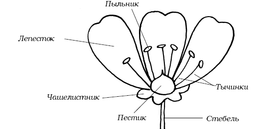 Декоративные цветы из ткани, бумаги, кожи: Практическое руководство