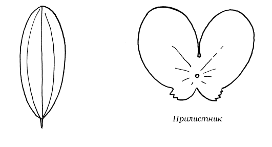 Декоративные цветы из ткани, бумаги, кожи: Практическое руководство