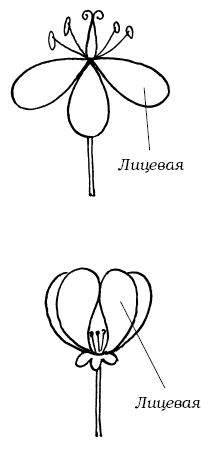 Декоративные цветы из ткани, бумаги, кожи: Практическое руководство